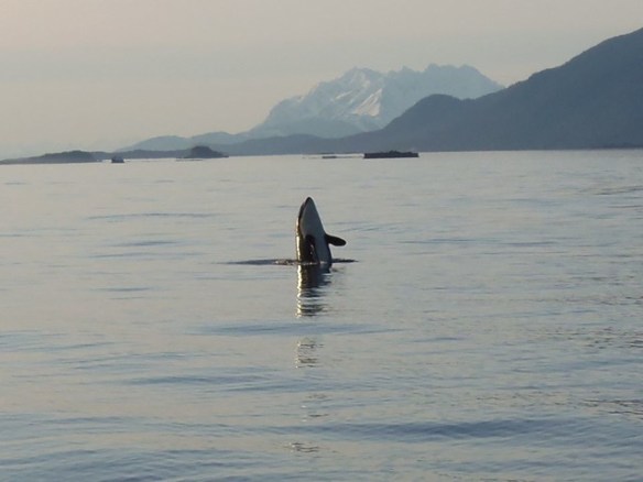 Breaching orca, Juneau AK